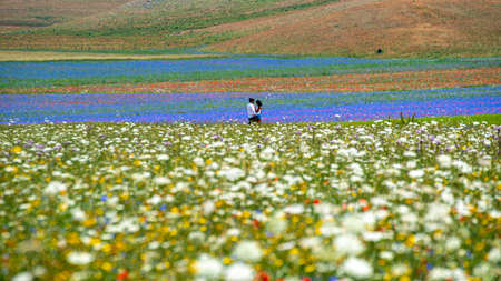 young couple strolls among the famous blooming lentils and poppies in Castelluccio di Norcia in the...