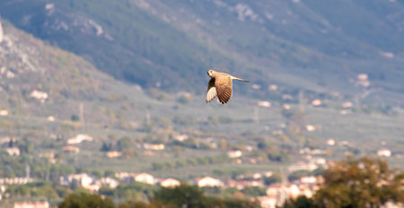 Bird of the kite species in flight over the countryside.の写真素材