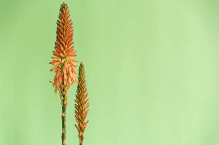 aloe arborescens with the typical orange flowers. Succulent plant with many healing properties. Green background. Copy spaceの写真素材