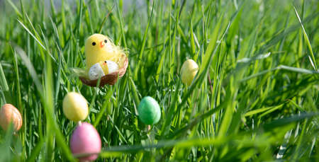 Easter. Cute little bird in the nest among the grass and colored eggs