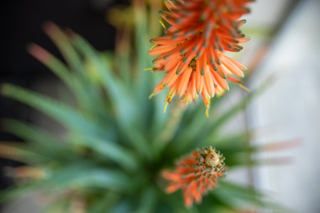 aloe arborescens with the typical orange flowers. Succulent plant with many healing properties.の写真素材