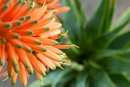 aloe arborescens with the typical orange flowers. Succulent plant with many healing properties.の写真素材