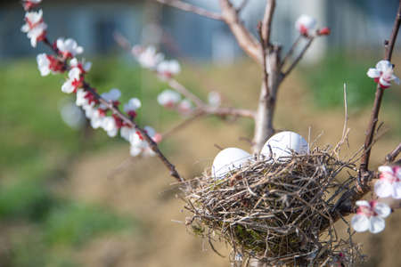 True nest with eggs among the flowering branches. Concept of Easter and springの写真素材