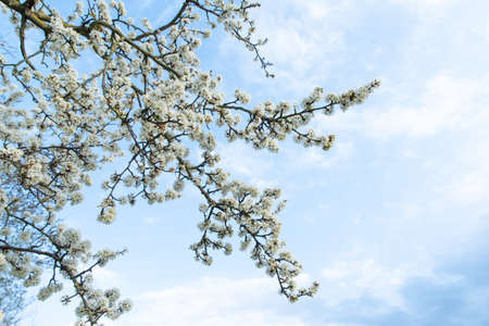 Spring photo with beautiful hawthorn branches on spring blue sky background. Floral frame of many...