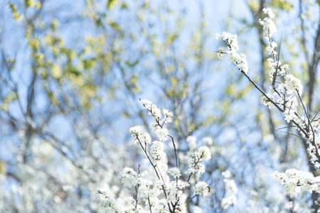 Spring photo with beautiful hawthorn branches on spring blue sky background. Floral frame of many white flowers. Concept of rebirth of nature, explosion of life. Graceful and delicate background. Selective focusの写真素材