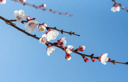 Blossoming fruit tree branch. Flowering branch under the bright blue sky. White flowers of apricots.の写真素材