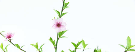 Twigs with green leaves and pink flowers on a white background. Copy spaceの写真素材