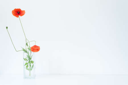Lively and cheerful summer still life scene. Glass vase with beautiful wild poppy flowers on white table. Empty white wall, copy space. Happy day and good luck conceptの写真素材