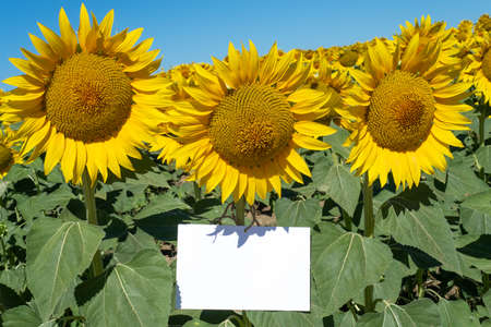 Summer stationery mock-up scene. Blank greeting card among a beautiful blooming field of sunflowers. Concept of joy, party and summer weddingの写真素材