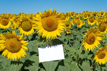 Summer stationery mock-up scene. Blank greeting card among a beautiful blooming field of sunflowers. Concept of joy, party and summer weddingの写真素材