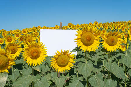 Summer stationery mock-up scene. Blank signboard among a beautiful flowery sunflower field. Concept of joy, party and summer wedding. Copy spaceの写真素材