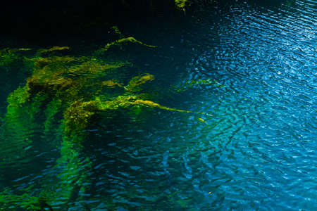 Water with algae that create beautiful abstract images colored green and blue in various shades. Abstract backgroundの写真素材