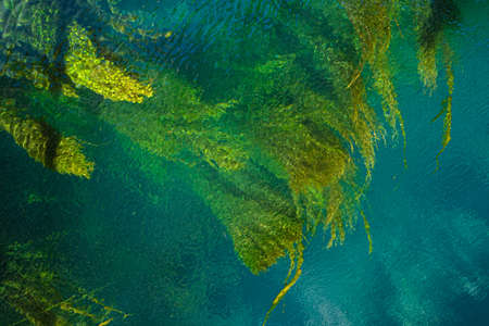 Water with algae that create beautiful abstract images colored green and blue in various shades. Abstract backgroundの写真素材