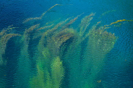 Water with algae that create beautiful abstract images colored green and blue in various shades. Abstract backgroundの写真素材