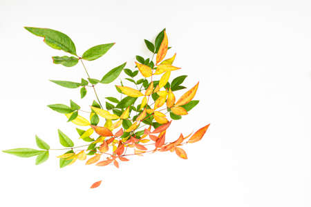 Twigs with autumn colored leaves on a white background. Autumn concept. Copy space, flat lay, top viewの写真素材