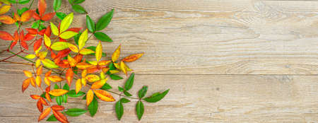 Twigs with autumn colored leaves on wooden background. Autumn concept. Copy space, flat lay, top viewの写真素材
