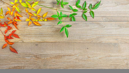 Twigs with autumn colored leaves on wooden background. Autumn concept. Copy space, flat lay, top viewの写真素材