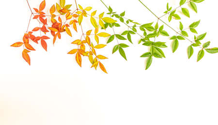 Twigs with autumn colored leaves on a white background. Autumn concept. Copy space, flat lay, top viewの写真素材