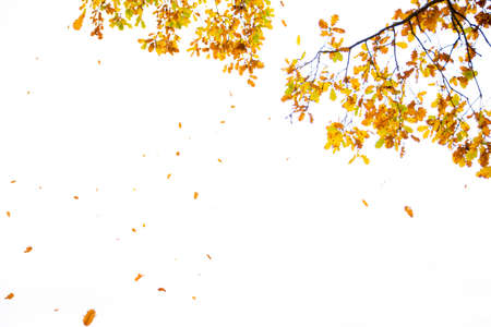 Oak tree branches against the white sky of autumn, winter. The yellowed leaves fall down. Seen from belowの写真素材