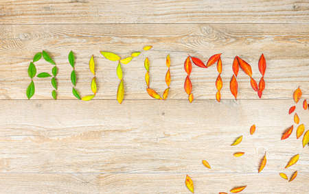 Autumn colored leaves on wooden background form the word autumn. Autumn concept. Copy space, flat lay, top viewの写真素材