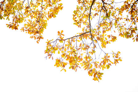 Oak tree branches with yellow brown and gold leaves. Autumn, winter season concept. Bottom viewの写真素材
