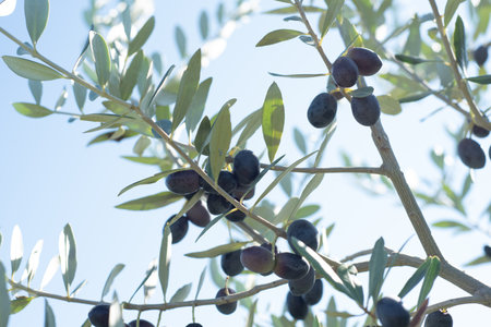 Olive tree branch with ripe fruits. Black olives and green leaves in the foreground against the skyの写真素材