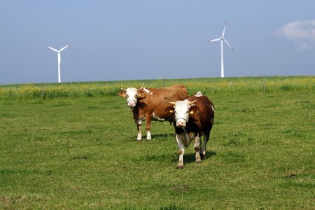 cows and wind-generatorsの写真素材