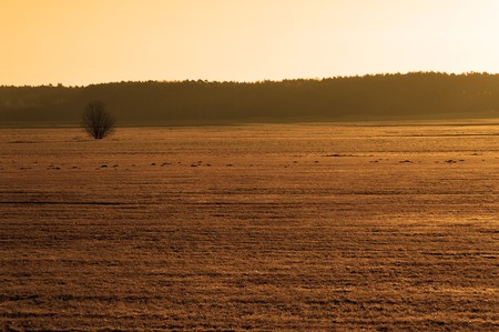 Golden light fieldの写真素材