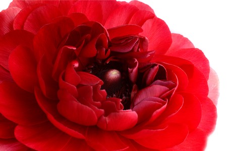 Extreme close-up of red ranunculus flower over white