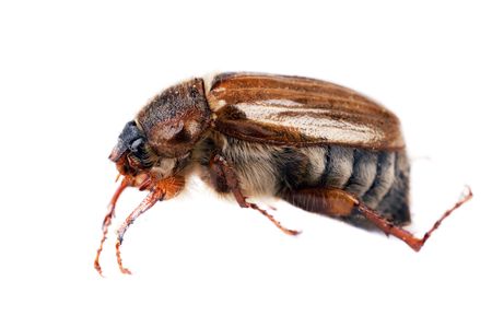 Common Cockchafer or May Bug isolated over white.