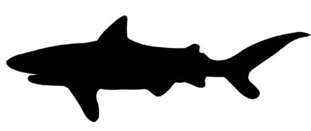Shark silhouetteのイラスト素材