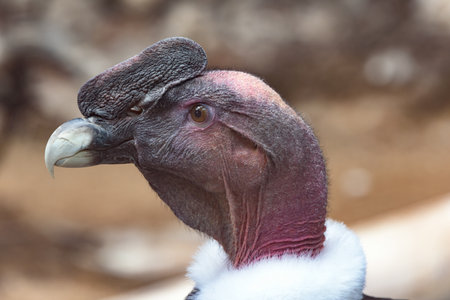 A magnificent Andean Condor (Vultur gryphus) embodying power and grace.This iconic bird symbolizes...