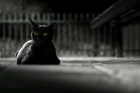 Black cat by nightの素材