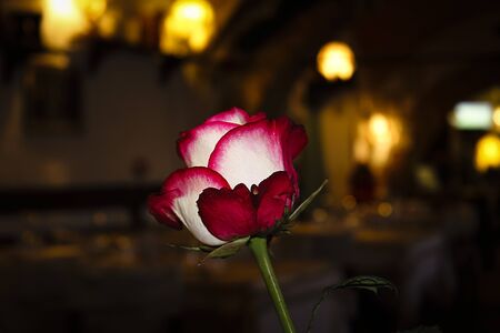 Flowerの写真素材