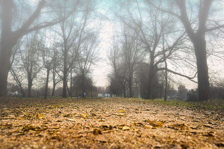 Parkの写真素材