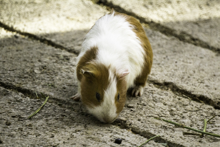 Guinea pigの写真素材