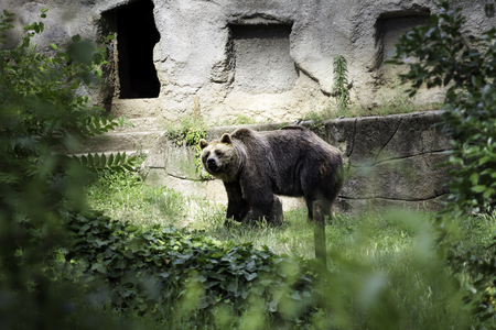 Brown bear (Ursus arctos)の写真素材