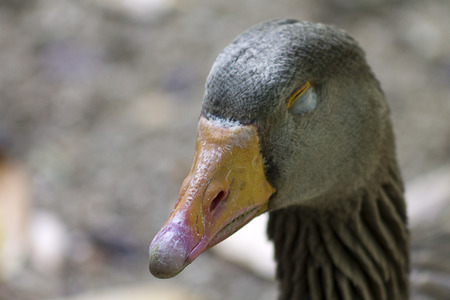 Duck birdの写真素材