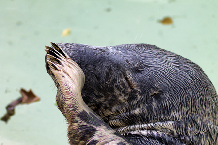 Grey sealの写真素材