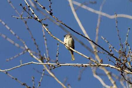 Sparrow birdの写真素材