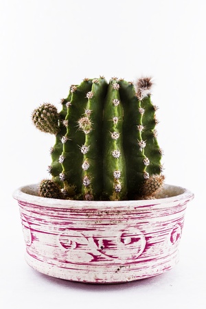 Cactus with bud in a decorated jar on a white backgroundの写真素材