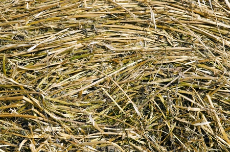 yellow straw as background from a baleの写真素材