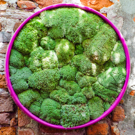 green moss in a circle wrapの写真素材