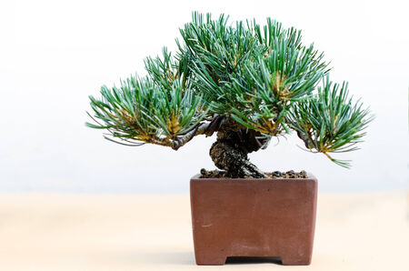 bonsai pine tree in a traditional potの写真素材