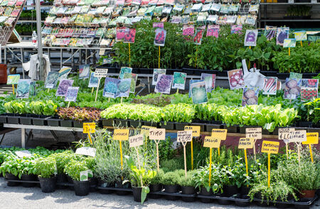 big herb and plant market in italyのeditorial素材