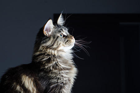 Maine coon cat gray and black portraitの写真素材