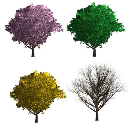 japanese cherry rendering showing four season styleの写真素材