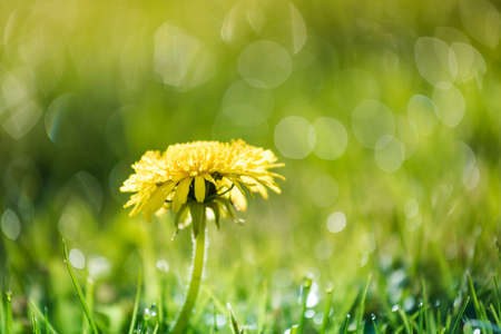 grass and water in small depht of field intentionallyの写真素材