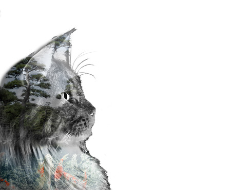 double exposure of a cat, goldfishes and treesの写真素材