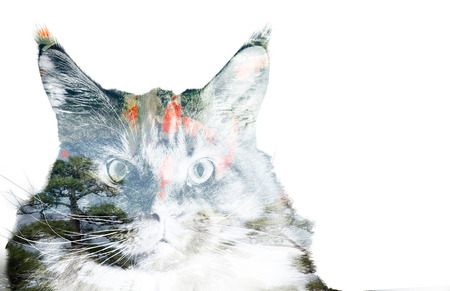 double exposure of a cat, goldfishes and treesの写真素材